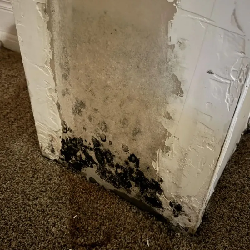 Professional Mold Removal in East Alton, IL